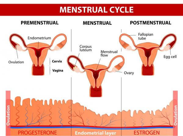 ciclo menstrual